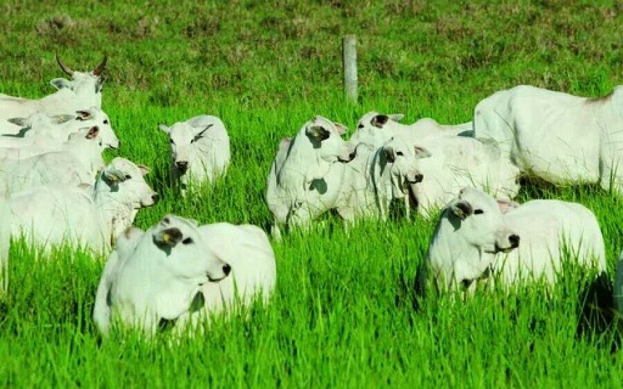 Imagem de compartilhamento para o artigo Polícia Civil investiga furto de 52 cabeças de bovino Nelore em fazenda de Paraíso das Águas da MS Todo dia